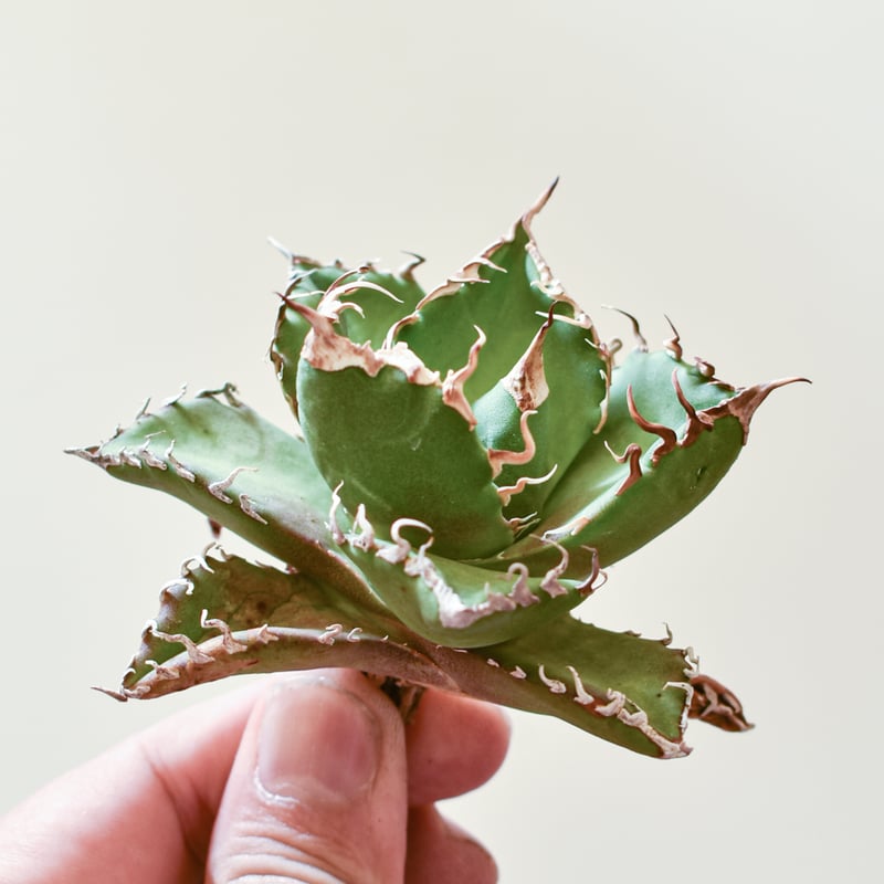 アガベ チタノタ ウルヴァリン / 金剛狼 【台湾 dragon agave産/子株