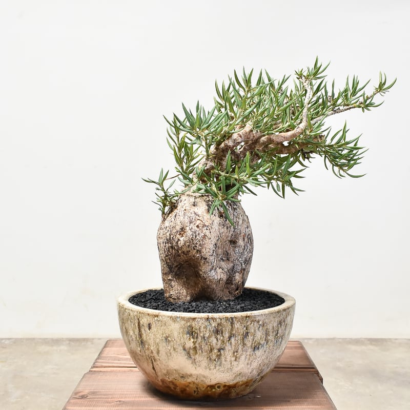 パキポディウム ビスピノーサム 