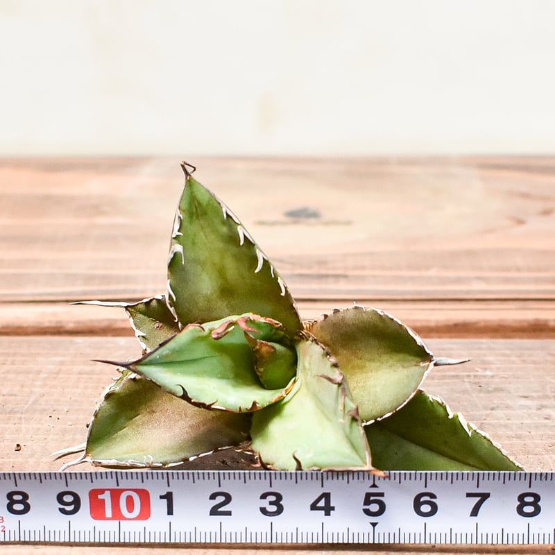 アガべ チタノタ 