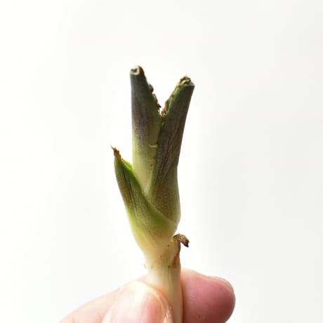 レッドキャットウィーズル | STORES