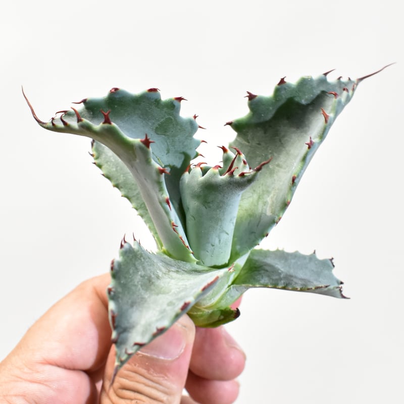 アガベ　イシスメンシス×パラサナ　イシパラ　フロスティクリスタル　ハイブリッド アガベ フロスティクリスタル イシパラ 連棘 蟹爪②