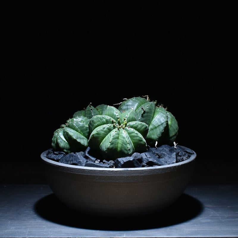 ユーフォルビア　バリダ　多頭 ユーフォルビア ホリダ×バリダ 