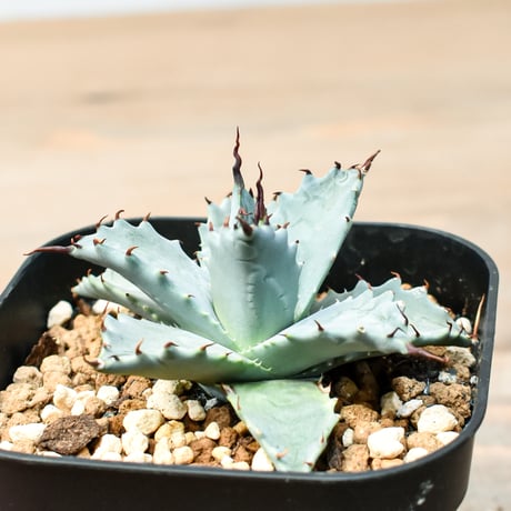 アガベ ハイブリット 雲虎甲蟹×象牙妖炎(モコイシス×陽炎エボリ) 【台湾botanical_seeker産】RF25011420