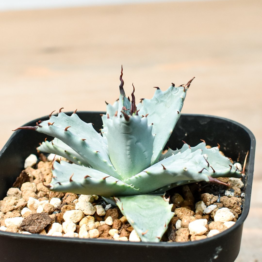 アガベ ハイブリット 雲虎甲蟹×象牙妖炎(モコイシス×陽炎エボリ