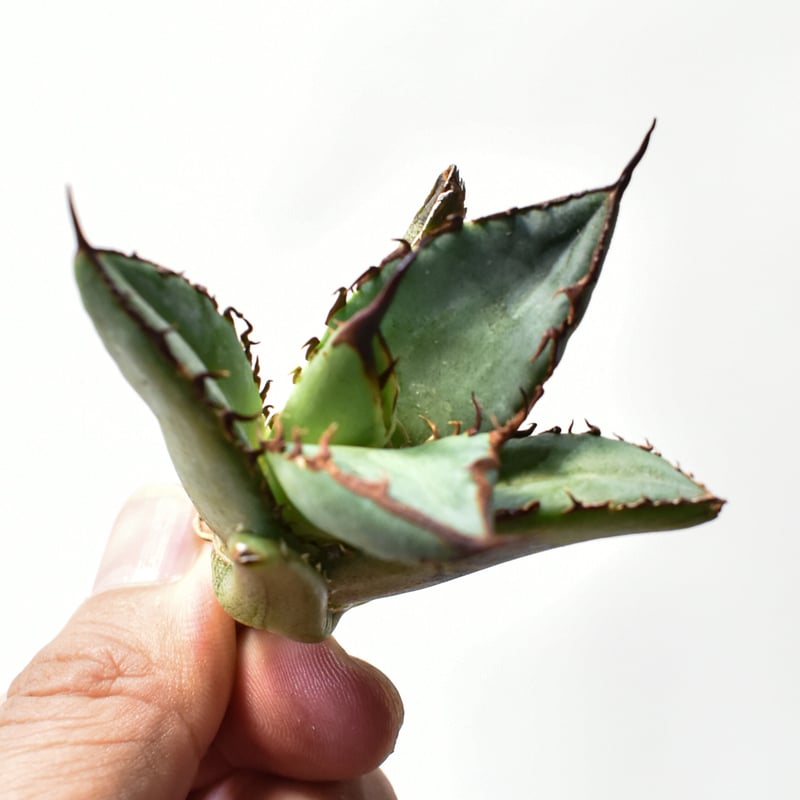 アガベ オテロイ 