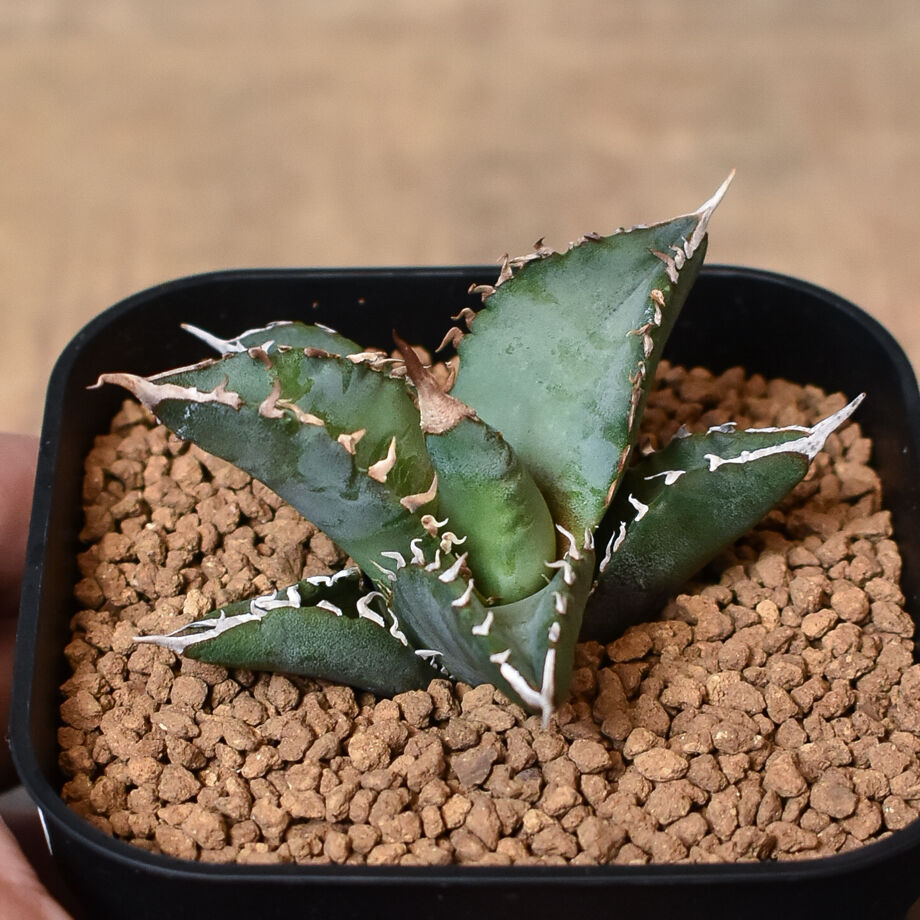 超希少】アガベ ホワイトサファイア 発根済み子株 【公式通販】