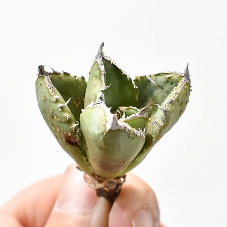 アガベ チタノタ 麻花龍  【台湾 berlin産/子株/抜き苗】G BE2402606(T)