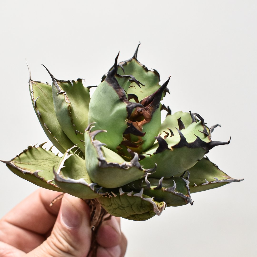 アガベ チタノタ 黒鯨 【台湾産/抜き苗】DG2400596 | RAFLUM