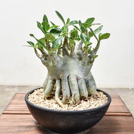 【激レア/ドワーフ/極太/塊根】アデニウム アラビカムV2ハック鉢植えB-9 激レア/ドワーフ/極太/塊根】アデニウム アラビカムV2ハック鉢植えB-9