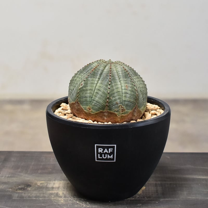 ユーフォルビア オベサ /オールド オベサ （発根済み）RF230394(T