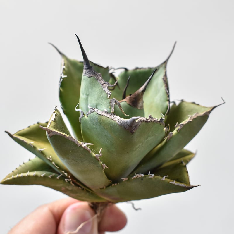 アガベ チタノタ 黒豹　龍球荟産 アガベ・チタノタ 黒豹（小株）-025｜agave titanota black