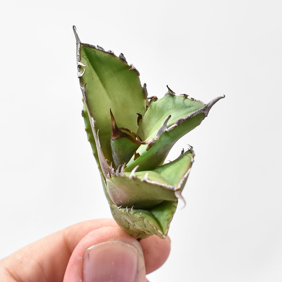 6787eebf0d04b90f8967e8d1