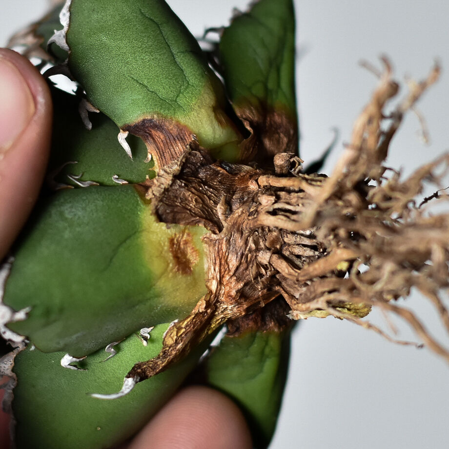 アガベ チタノタ シーザー　抜き苗 モ*ー様 【アガベ チタノタ “精品シーザー”】G.SAMURAI産/抜き苗