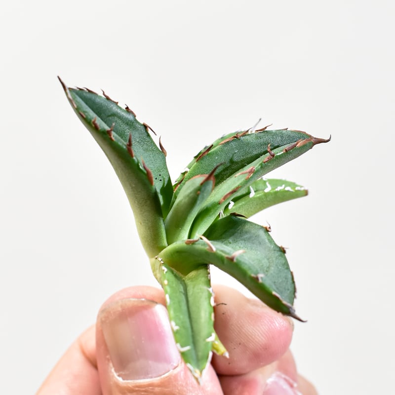 ハイブリッド　アガベ　瀧之白絲x楊貴妃縞斑　種子　ドラゴンアガベ ❃❃❃❃❃❃❃❃❃❃❃❃❃❃ 滝之白絲×血雷