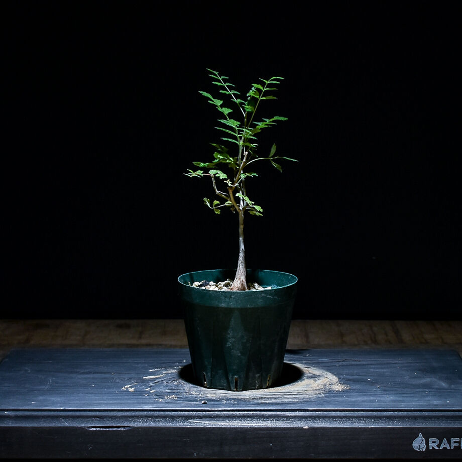 パキコルムス　ディスカラー 象の木 実生　（外管理） パキコルムス：ディスカラー（象の木） 3.5号鉢植え の通販