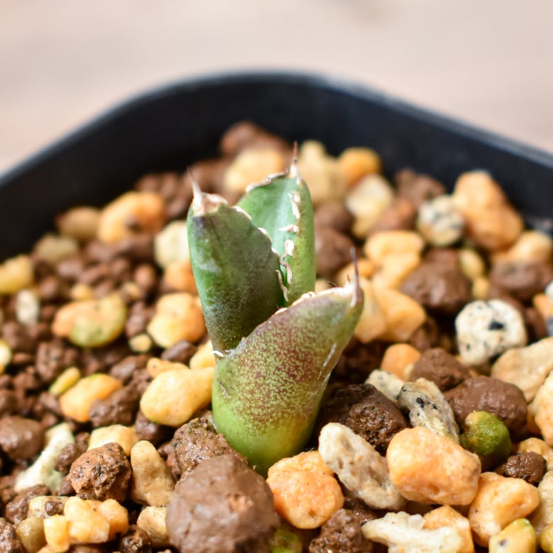 アガベ チタノタ 