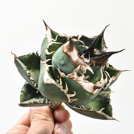 アガベ チタノタ 精品南アフリカダイヤモンド  "精品SAD" 【台湾 dragon agave産/中株/抜き苗】A DG2402823(T)