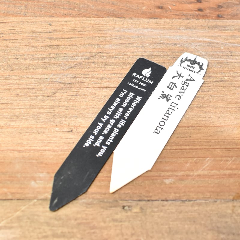 アガベ　チタノタ　大白鯊　ホホジロザメ　子株 アガベ チタノタ ホオジロザメ 