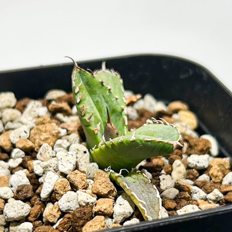 アガベ チタノタ 