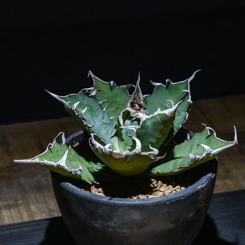 唯一無二オーロラ 耐光 耐寒あり 検(agave FO 076 くち 唯一無二オーロラ 耐光 耐寒あり 検(agave FO 076 くち