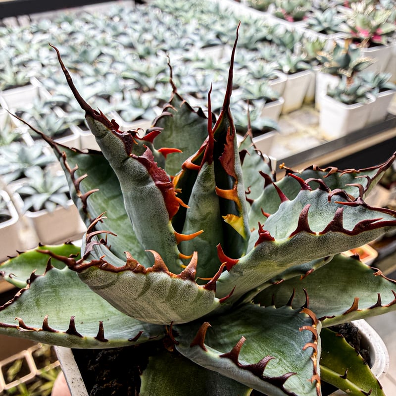 アガベ ハイブリット （パラサナ、イシスメンシス）× 曙光【台湾