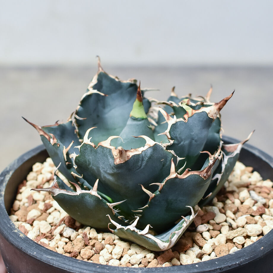 アガベ チタノタ 