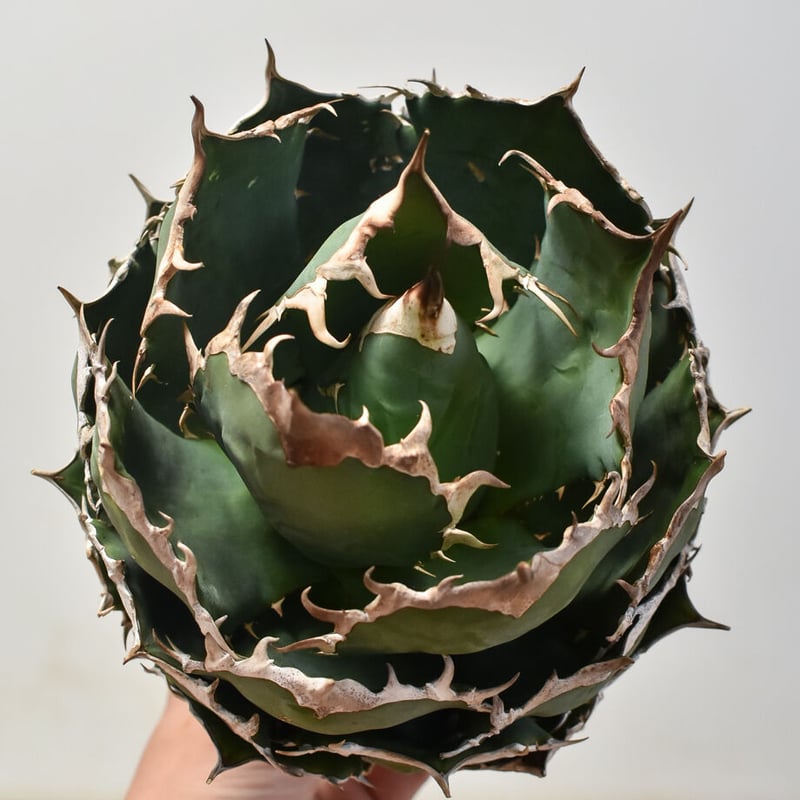 アガベ チタノタ オテロイ 