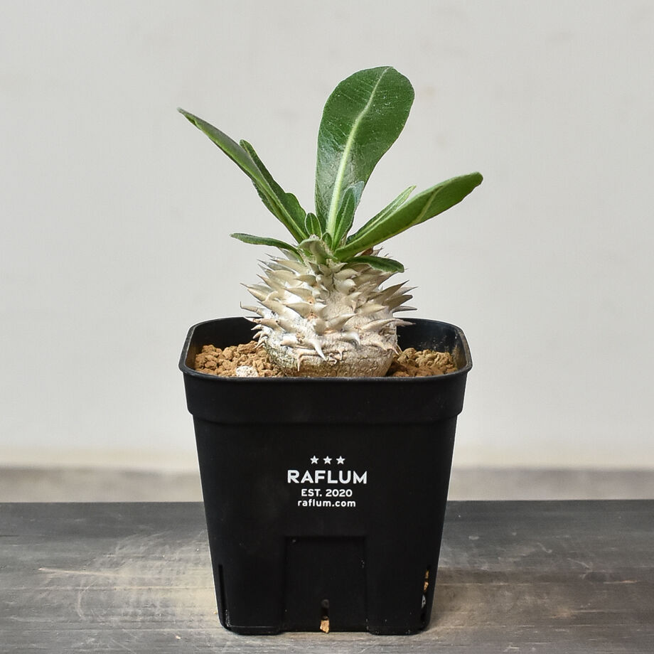 パキポディウム・デンシカウレ  