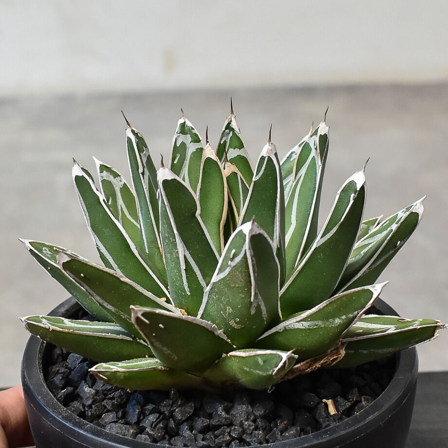 アガベ　ヴィクトリアレジーナ　笹の雪　サンキング アガベ ビクトリアレジーナ 'Sun king' サンキング 笹の雪 斑入り