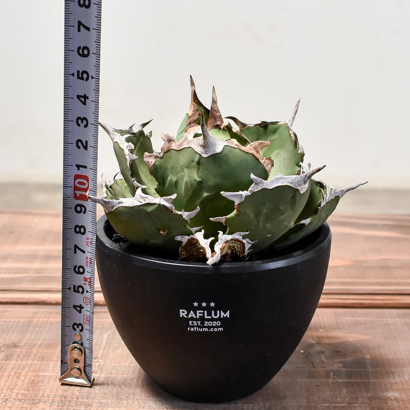 ボール型美形【中株】アガベチタノタcrab 螃蟹 アガベ・チタノタ 中国螃蟹（厳選コンパクト）- 003｜agave