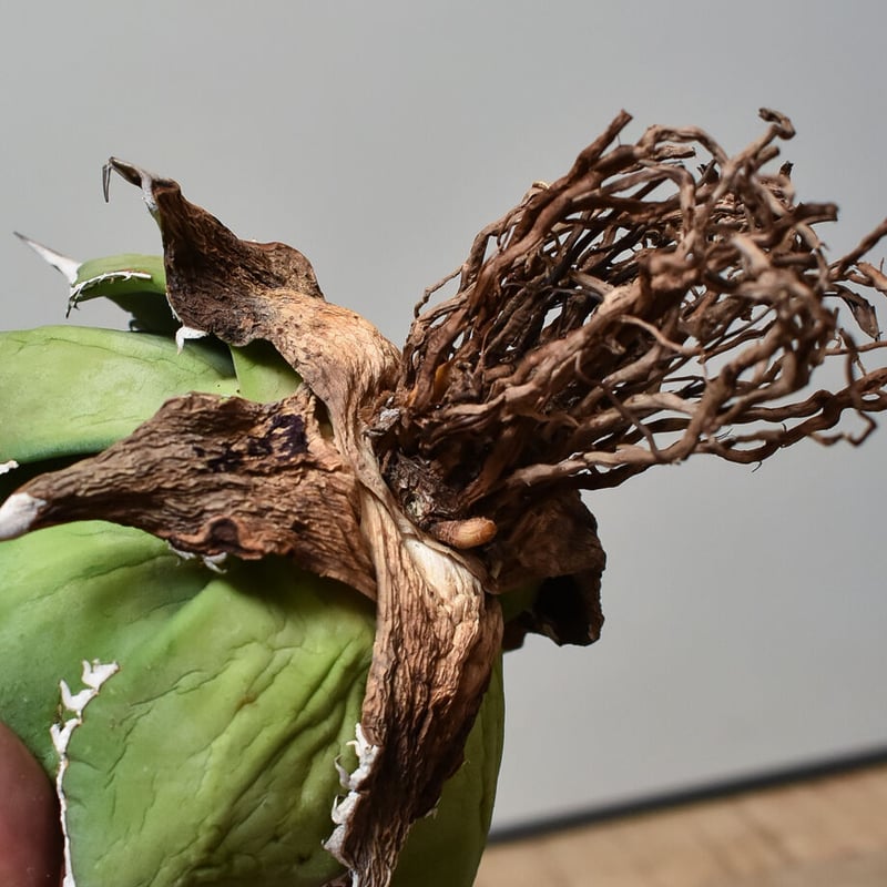 アガベ チタノタ スペード 