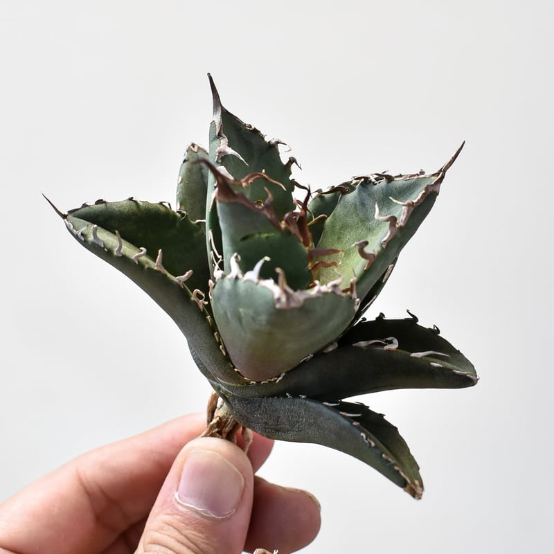 Berlin産 毒蛇 アガベ　チタノタ 子株 発根済 福建省産 アガベ チタノタ 毒蛇 Agave Titanota Viper