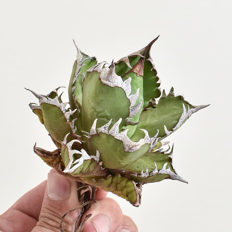 アガベ チタノタ 