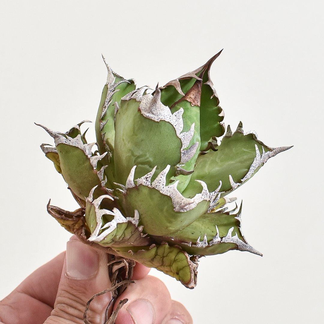 アガベ チタノタ 