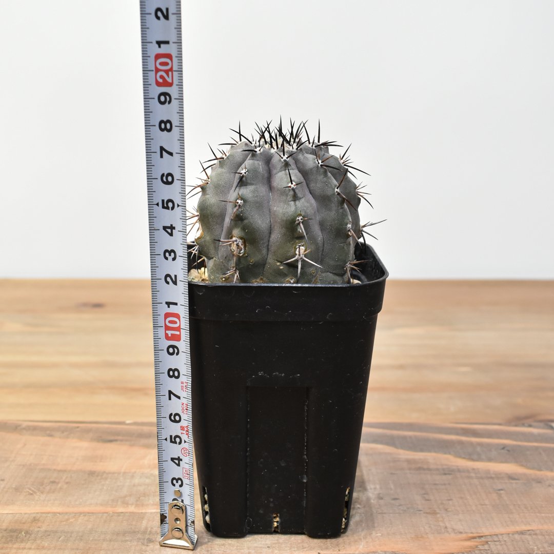 コピアポア シネレア 