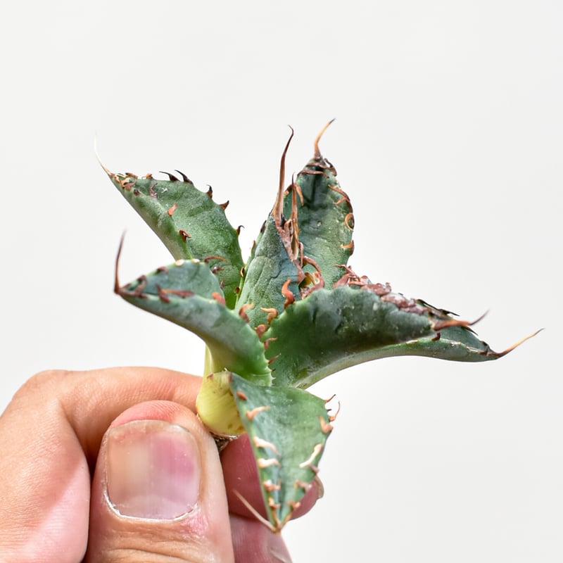 エボリスピナ× ブラックアンドブルーハイブリッド③発根済み ユタエンシス エボリスピナ×ブラックアンドブルー【カリフォルニア産