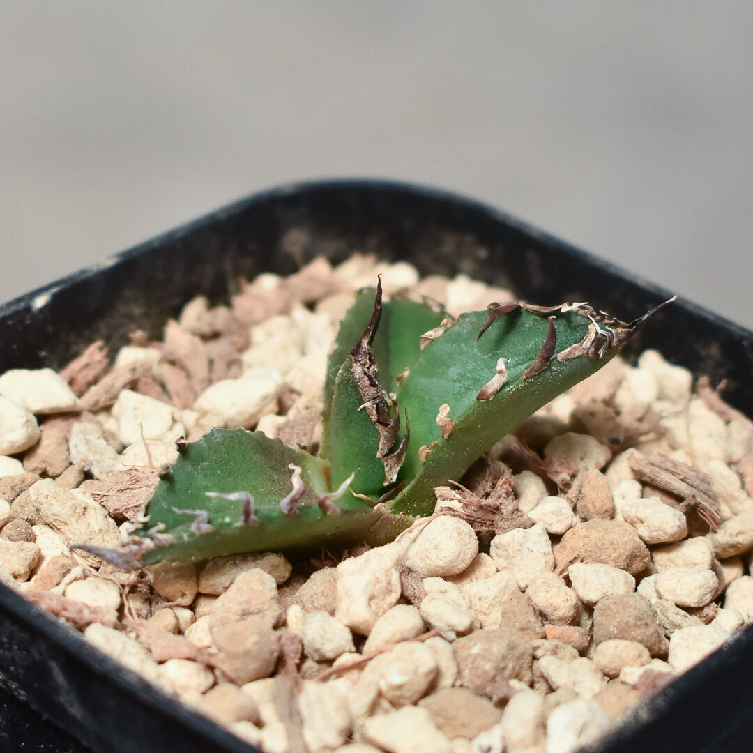 B13アガベ チタノタ シーザー 台湾産 極上子株