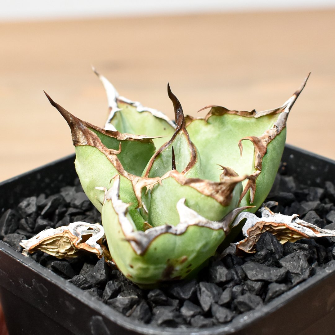 RAFLUM育成株】アガベ チタノタ 