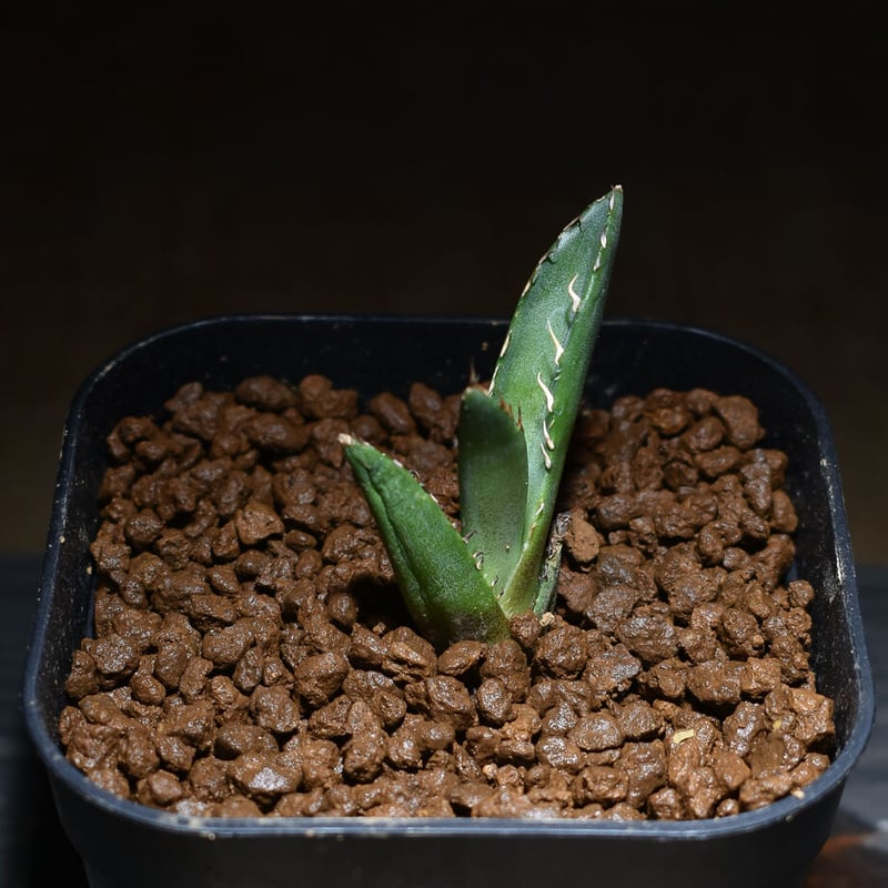 アガベ チタノタ 