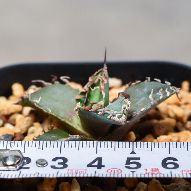 【厳選】チタノタ シーザー 親株 アガベ チタノタ 