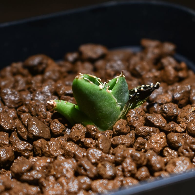 アガベ チタノタ 