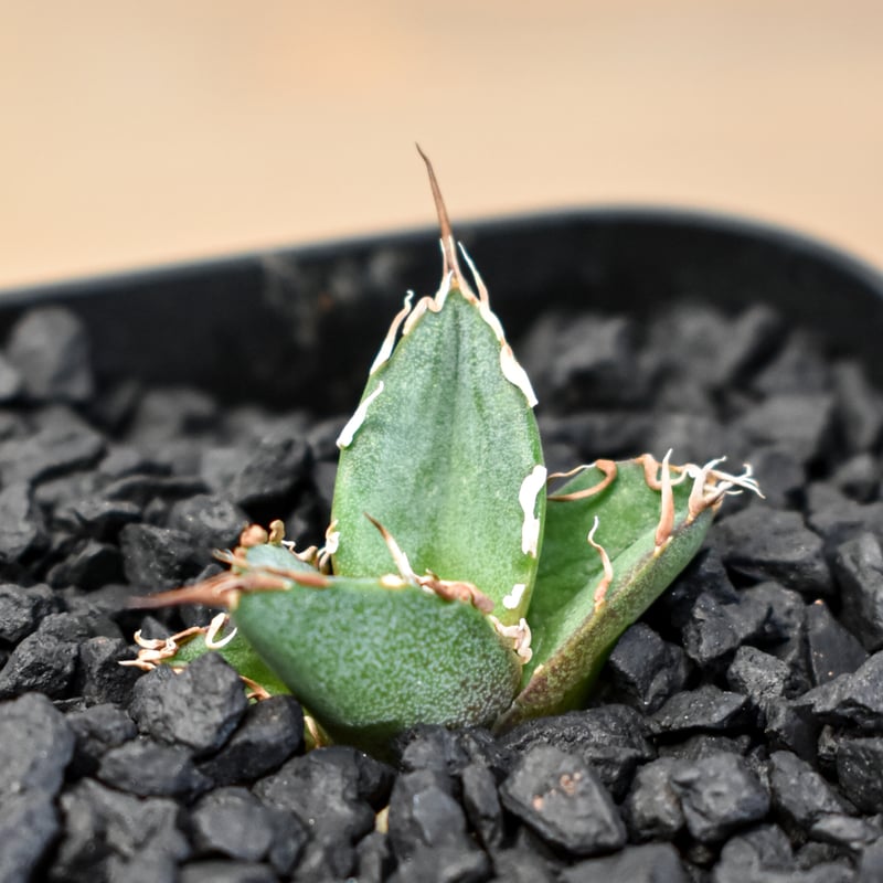 アガベ Dennis 080（Dennis hybrid / 皮卡丘×黒帝斯）【台湾DENNI