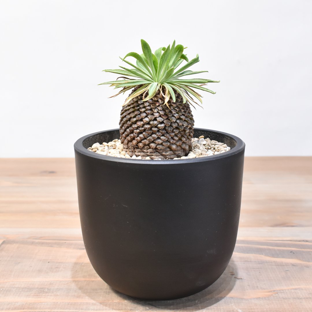 ユーフォルビア・ブプレウリフォリア 