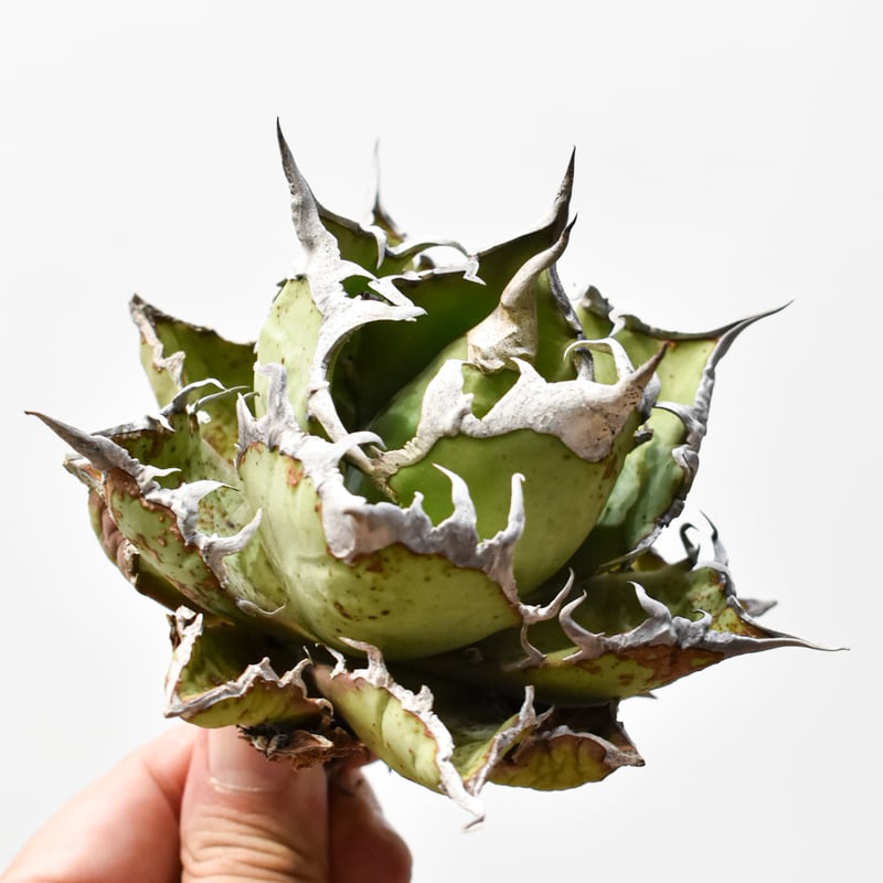 アガベ チタノタ 精品老シーザー / 精品老凱撒 【台湾 dragon agave産