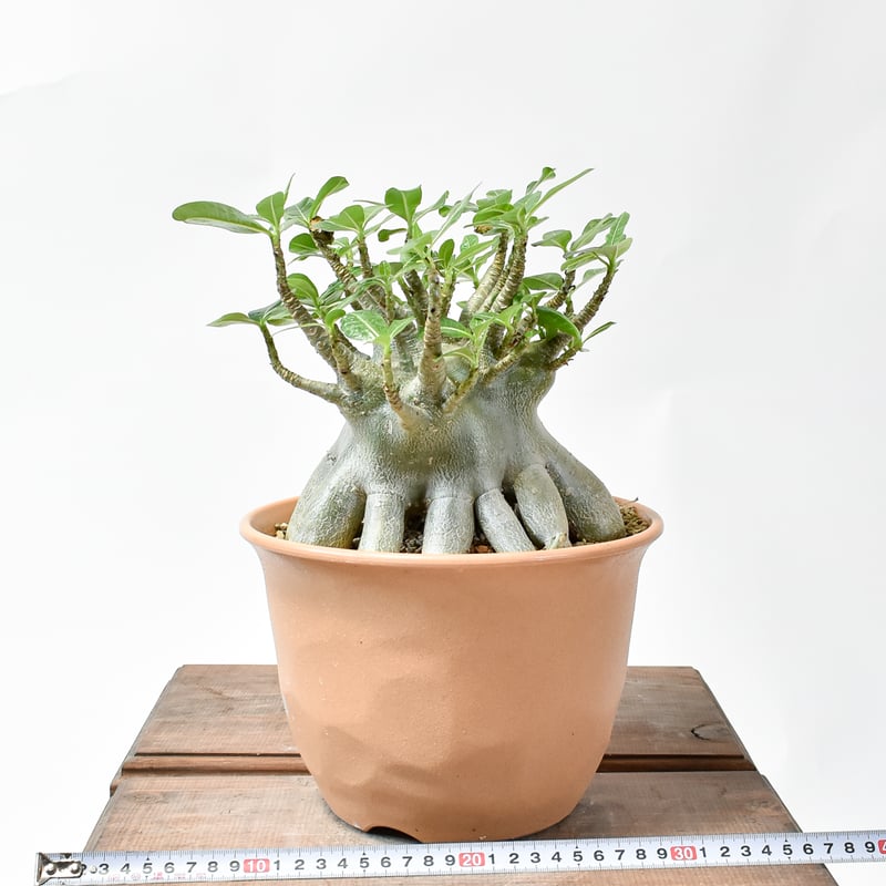 アデニウム アラビカム 