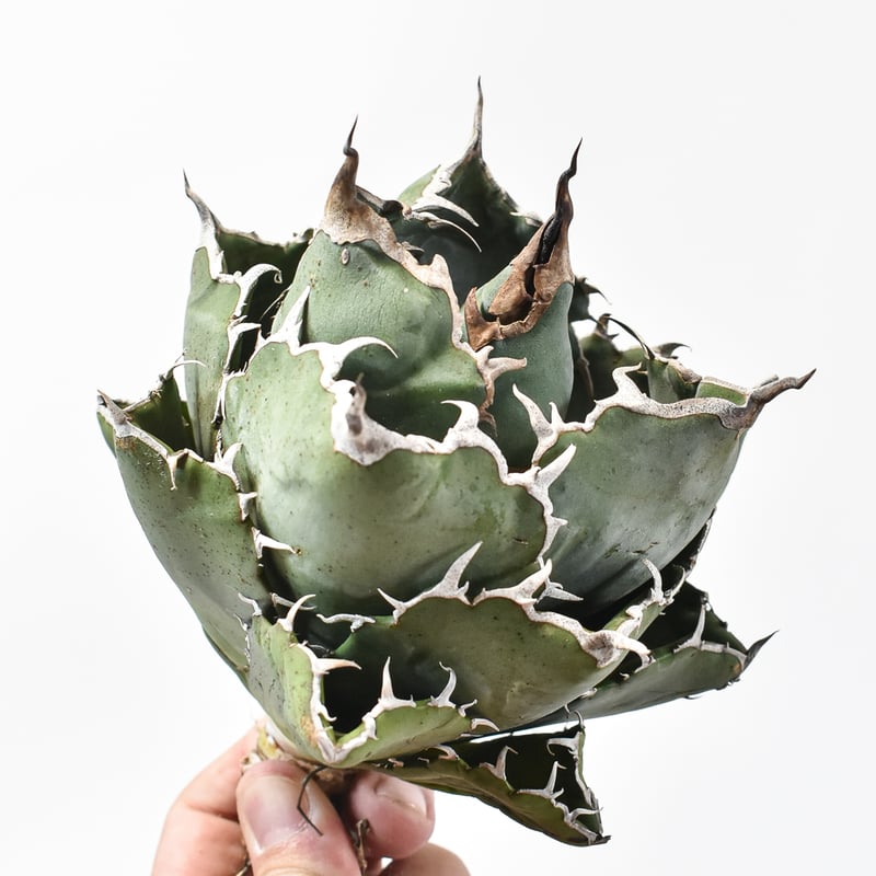 アガベ チタノタ “ボールタイプ白鯨” 【台湾 dragon agave産/発根済み