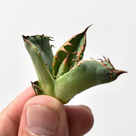 CATEGORY アガベ チタノタ 麻花 | RAFLUM / ラフラム｜東京、大阪の