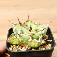 ト*ア様 23 激レア 超大株 アデニア ペチュエリー 現地球 鮮度抜群 G*L様 24 激レア 超大株 アデニア ペチュエリー 現地球 鮮度抜群 24