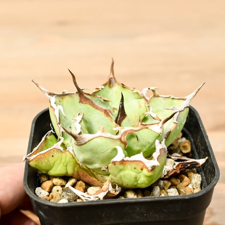 CATEGORY アガベ チタノタ 