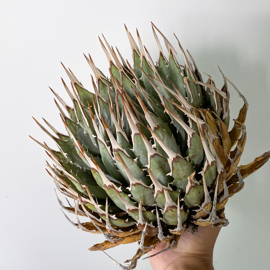 n*m様 アガベユタエンシス　エボリスピナ アガベ ユタエンシス エボリスピナ / ES-09 | アガベ専門店 モンスター